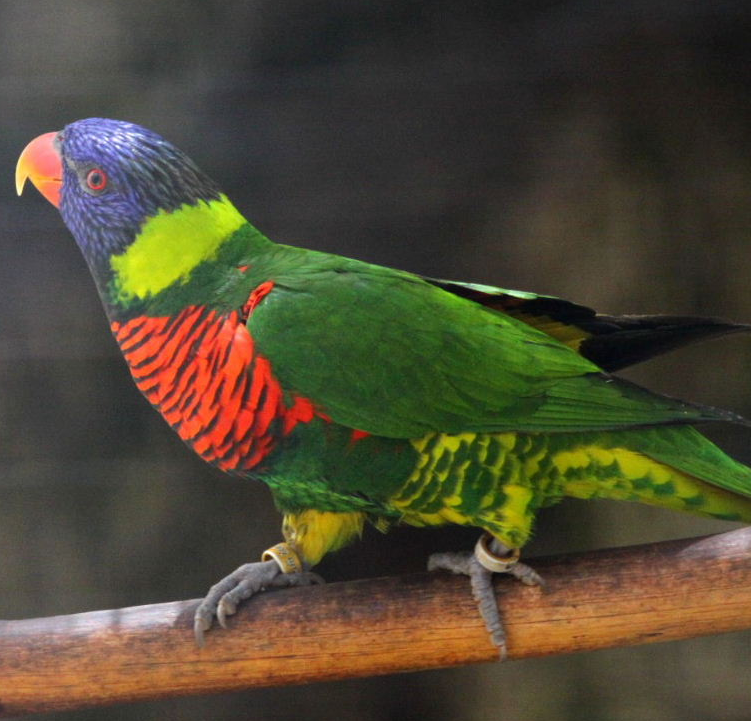 ori Coco (Coconut Lorikeet) - Macho y Hembra Disponibles