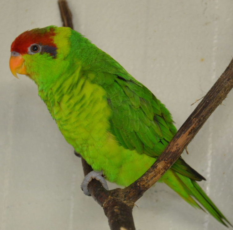 Lori Iris (Iris Lorikeet) - Macho y Hembra Disponibles