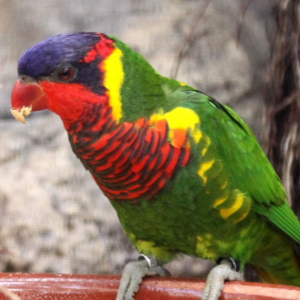 Lori Ornado (Ornate Lorikeet) - Macho y Hembra Disponibles